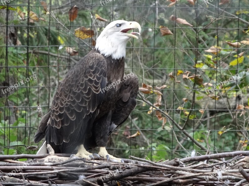 Eagle Aviary Animal Wildlife Nature