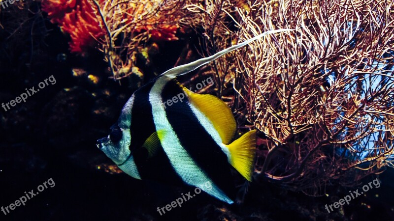 Halter Fish The Sea Water Aquarium Fish Relaxation Hobby