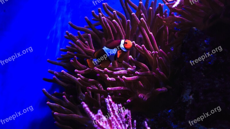 Clown Fish Nemo Anemone Fish Sea Water Aquarium