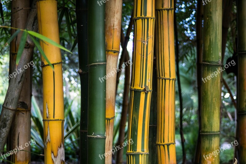 Bamboo Cana Plant Garden Nature