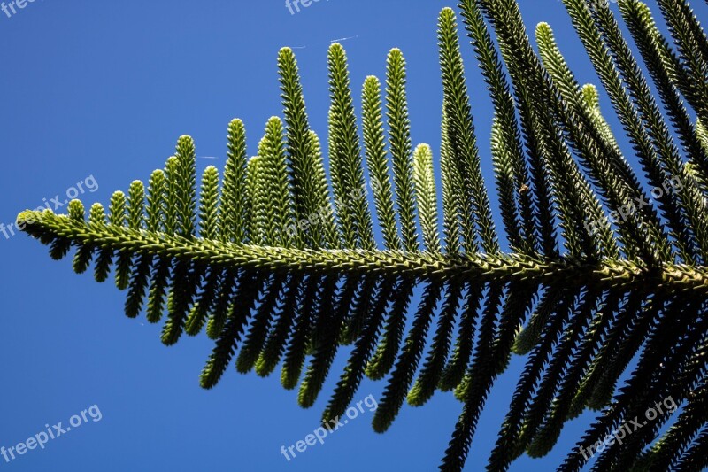 Pinheiro Nature Tree Plants Garden