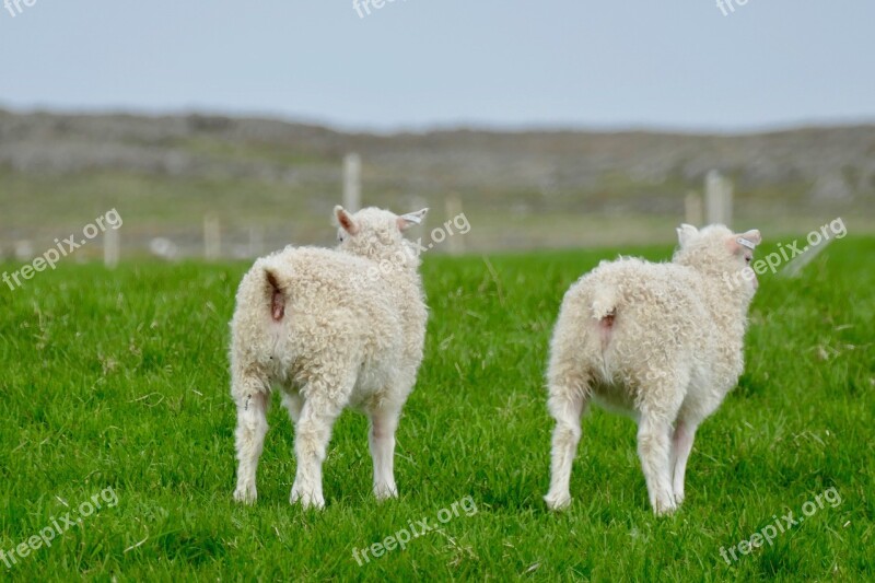 Iceland Lambs White Rear Schäfchen