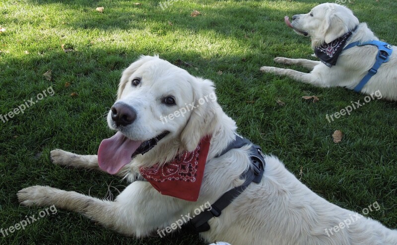 Happy Dogs Golden Retrievers Free Photos