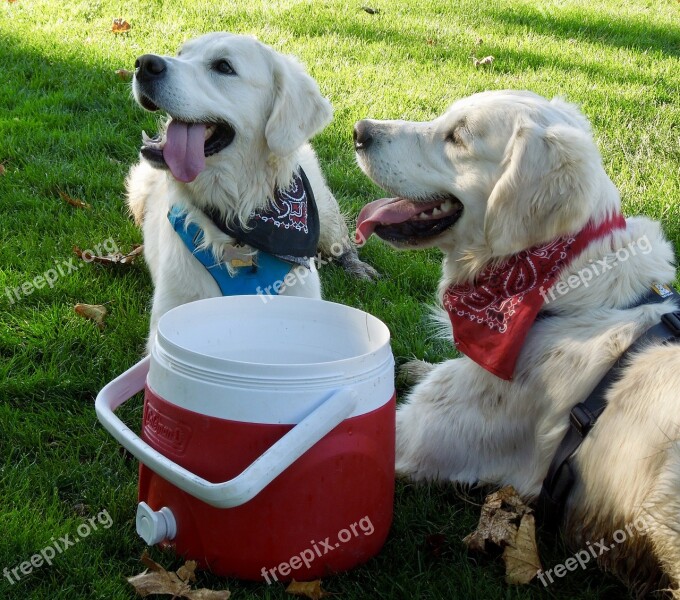 Dogs Brothers Happy Golden Retrievers Free Photos