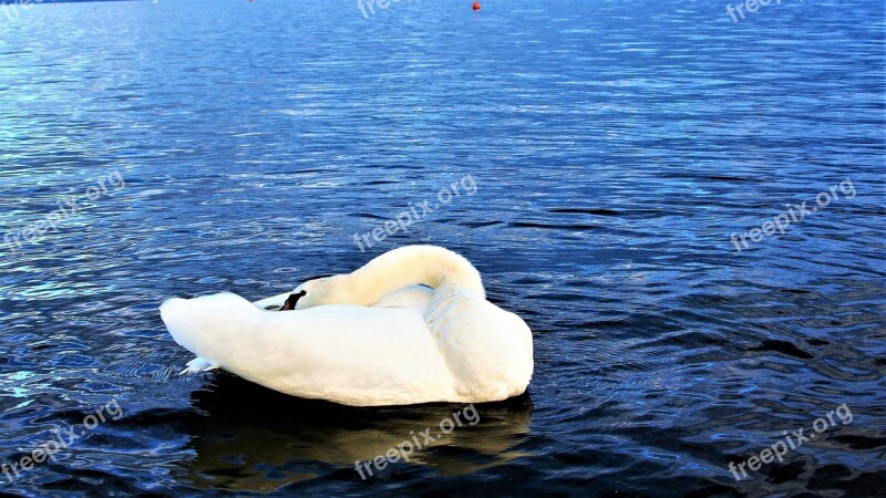 Swan Closeup Lake Sunset Dream