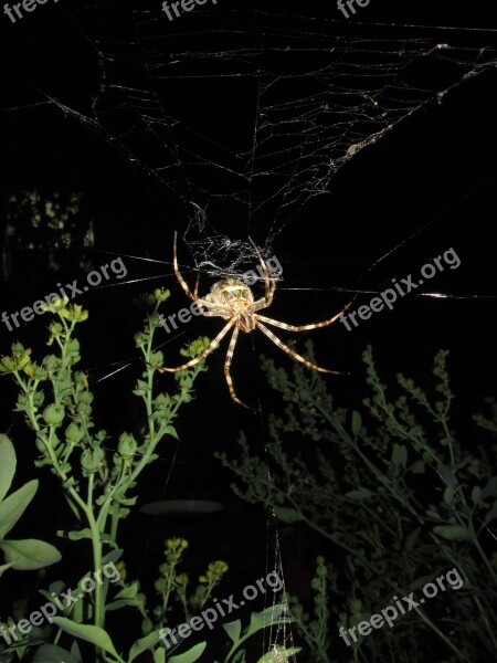 Spider Argiope Argentata Night Free Photos