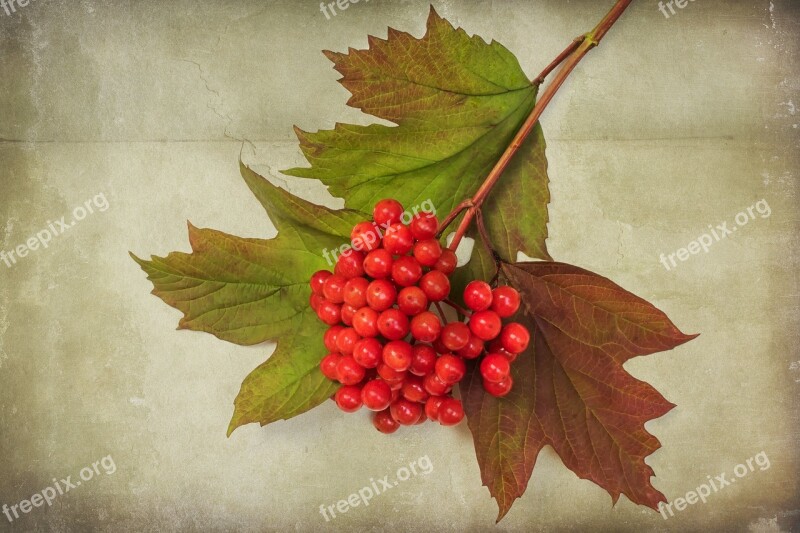 Textures Nature Viburnum Opulus Autumn Berries