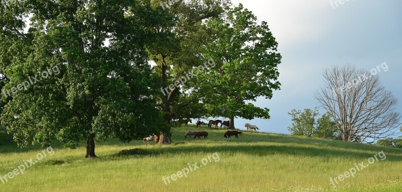 Horse Fields Pasture North Carolina Asheville