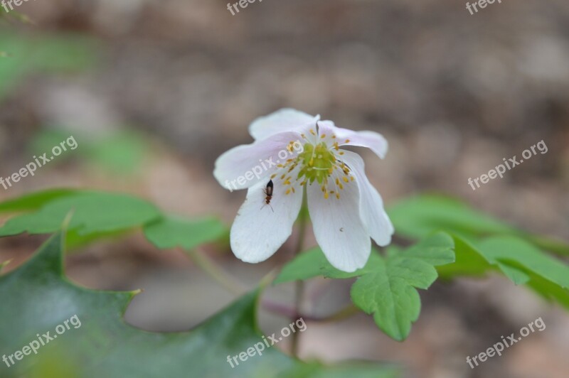 Flower Forest Wild Flower Flowers Nature