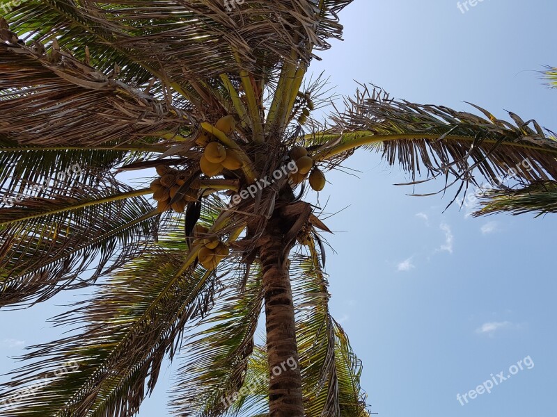 Tropical Arecaceae Tree No Person Nature