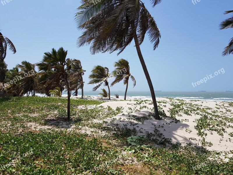 Arecaceae Beach Tropical Costa Ocean