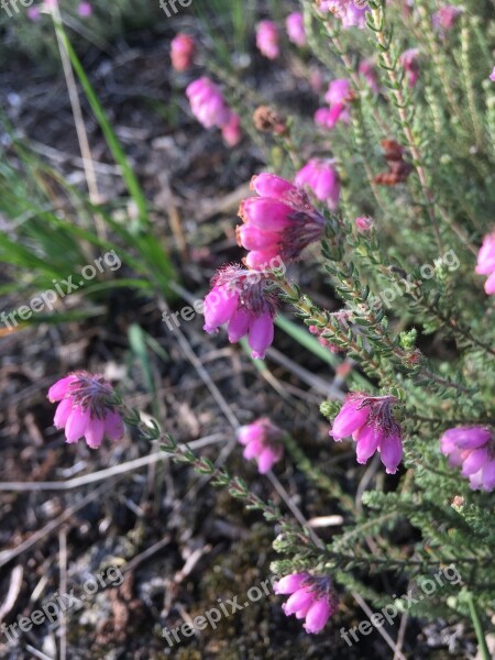 Bell Heather Heide Nature Plant Heather