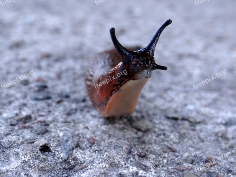 Snail Animal Nature Crawl The Creation Of