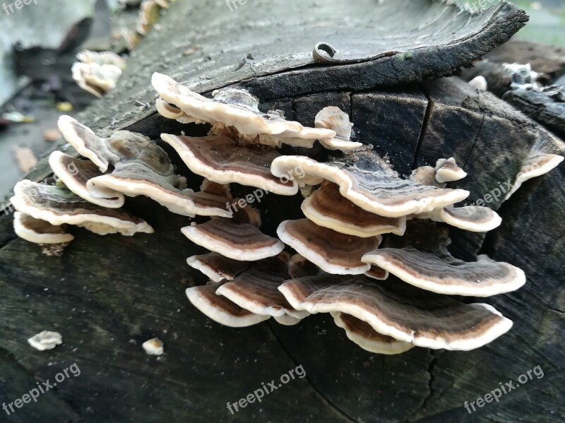 Mushroom Autumn Brown Brown Mushroom Forest Floor