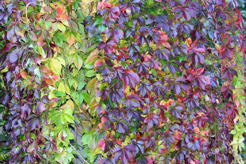 Virginia Creeper Vines Wild Wine The Background Plant