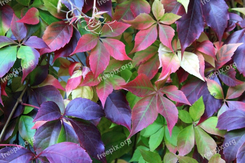 Virginia Creeper Vines Wild Wine Colors Of Autumn Foliage