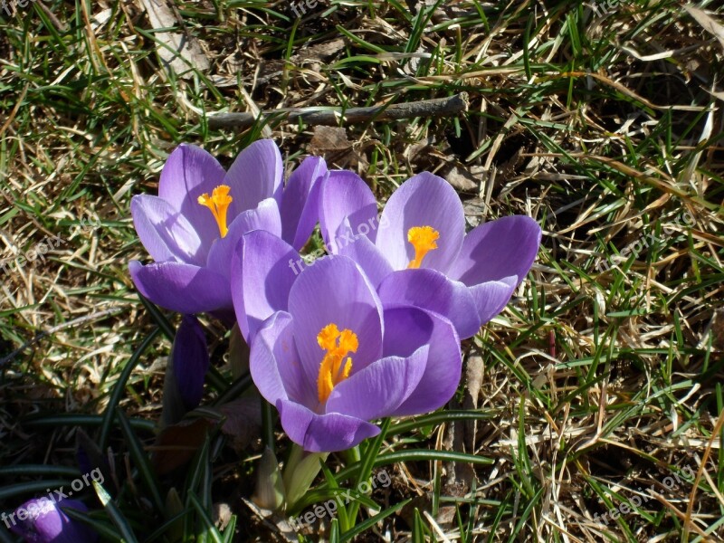 Crocus Spring Flowers Our Characters Spring Nature