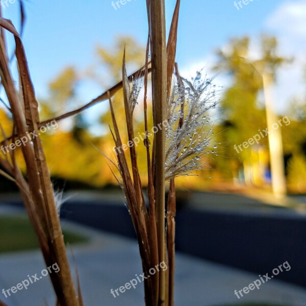 Water Drops Grass Green Dew Water