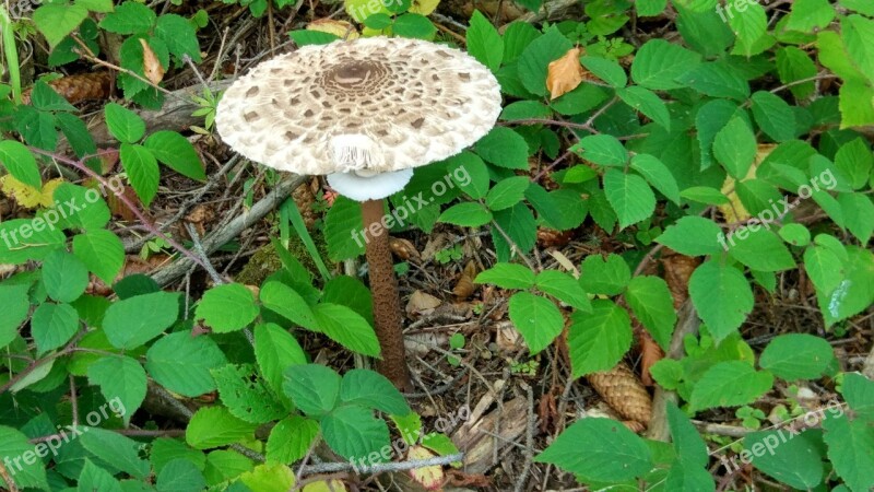 Mountains Mushrooms Tourism Turiec Free Photos