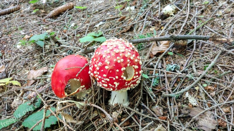 Mountains Mushrooms Tourism Turiec Free Photos