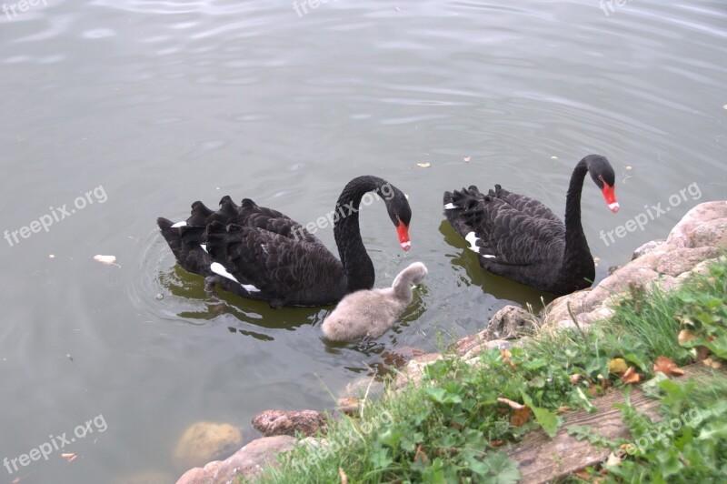 Swan Chick Black Swan Nature Feathered Race