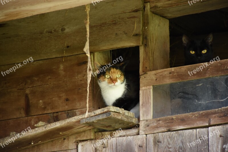 Cat Farmhouse Cobwebs Free Photos