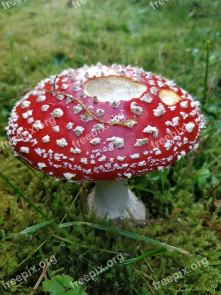 Sponge Red Fly Agaric Free Photos