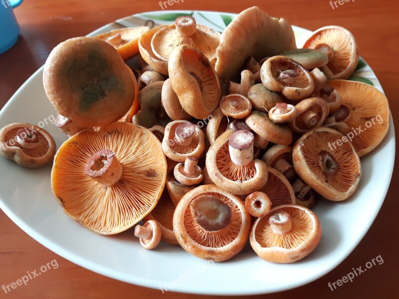 Riga Rudy Mushroom Edible Tasty