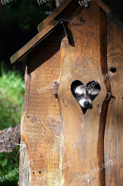 Raccoon Heart Cute Sleeps Marten