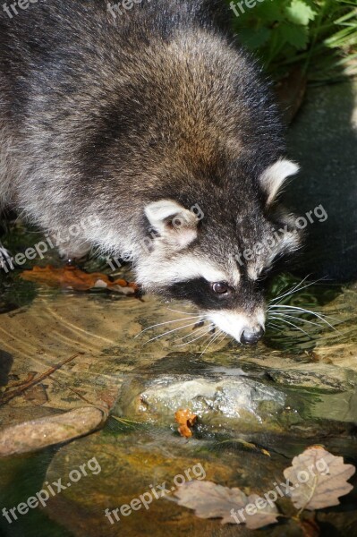 Raccoon Marten Water Drinking Animal