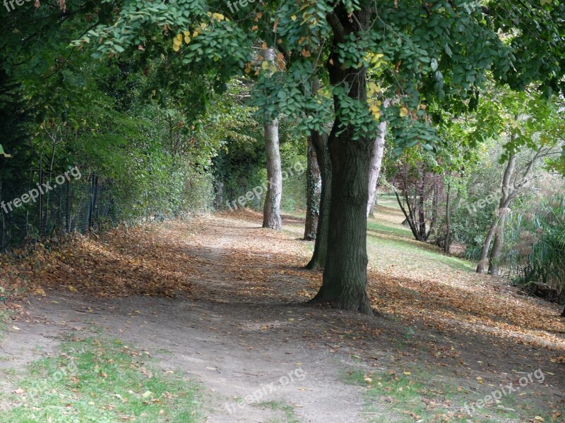 Trees Path Nature Leaves Field