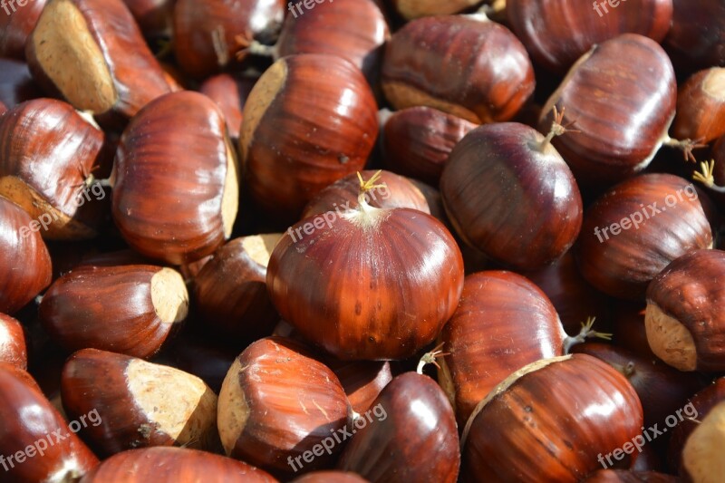 Brown Chestnuts Fall Nature Fruit