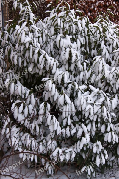 Winter Snow Shrub Leaves White