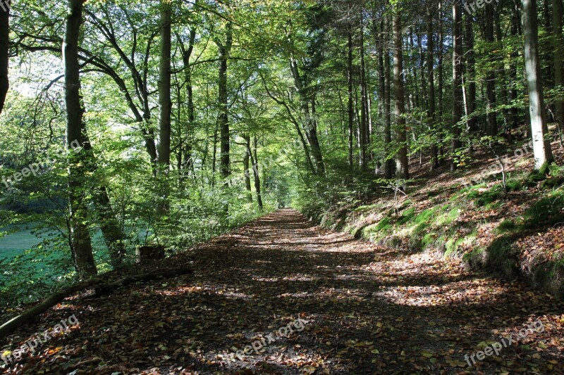 Forest Path Autumn Oak Forest Nature