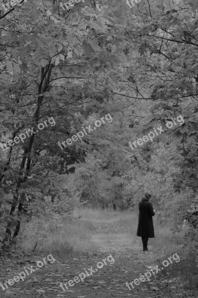 Forest Autumn Nature Path Thinking