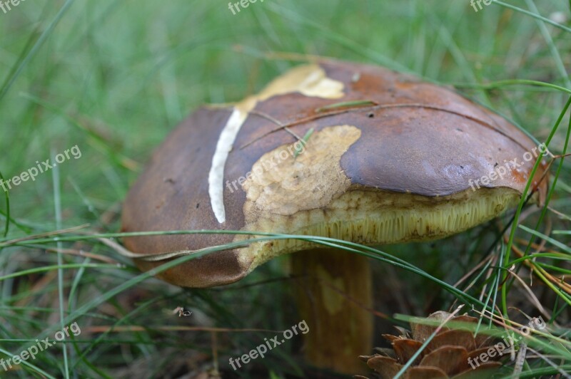 Porcini Mushrooms Mushroom Forest Autumn Outdoor