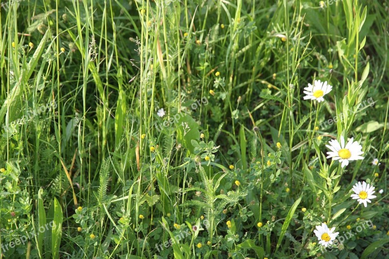 Grass Flower Nature Summer Meadow