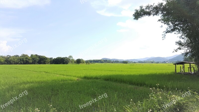 Paddy Field Rice Field Green Sky Fresh