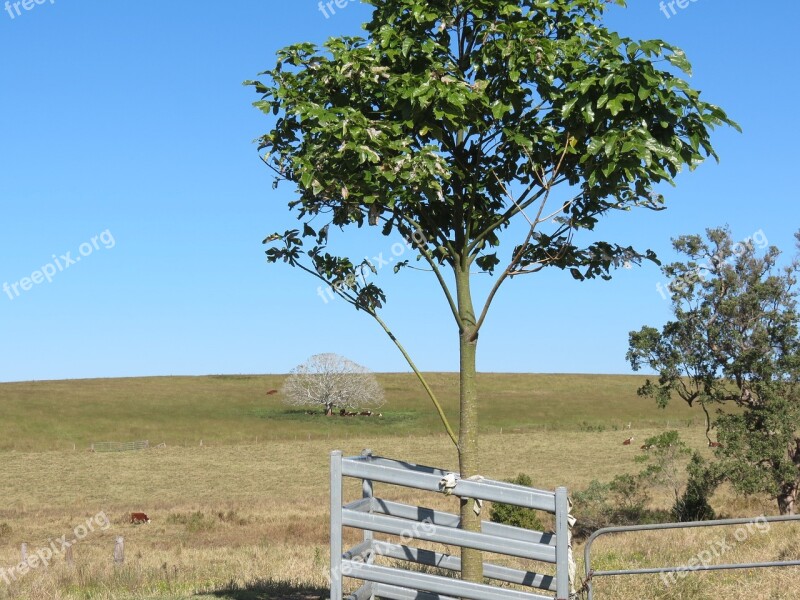 White Tree Ghost Tree Country Nature Trees