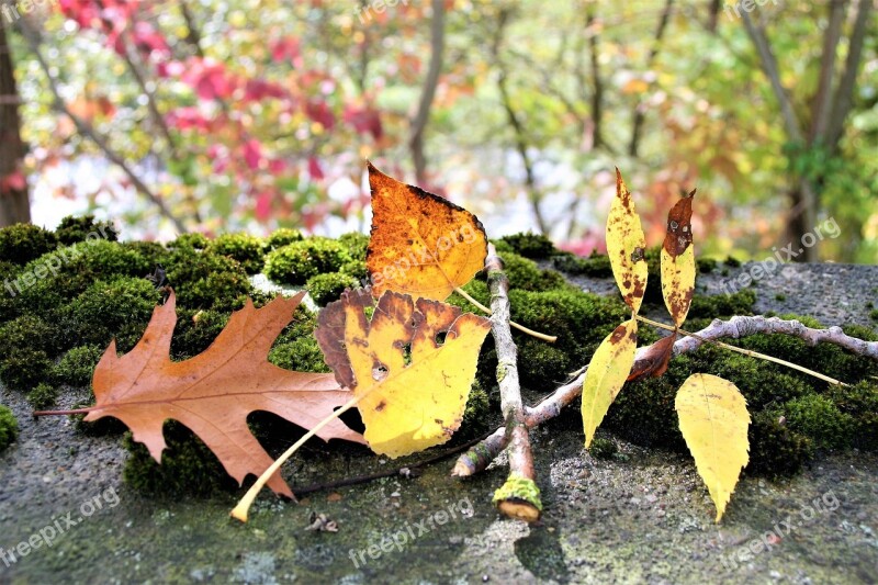 Moss Autumn Torn Foliage Collapse