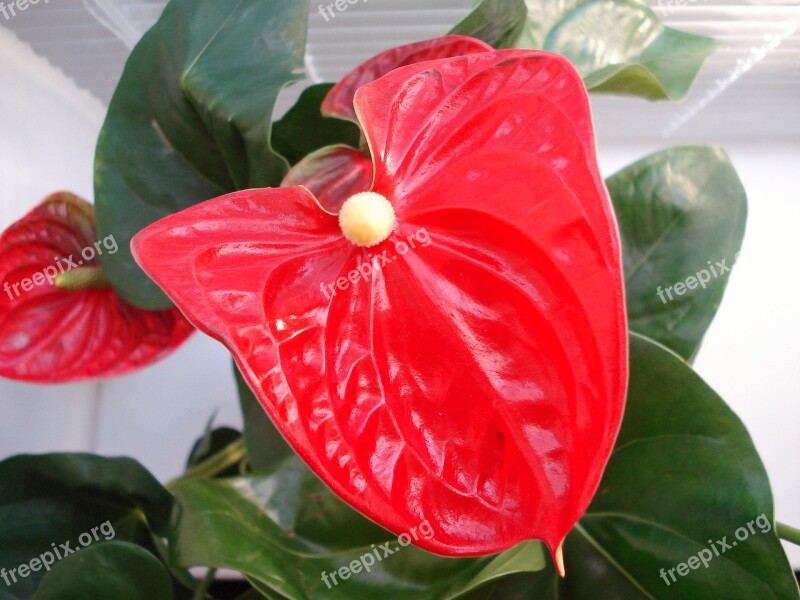 Anthurium Flower Atorium Male Happiness Closeup Red Flower