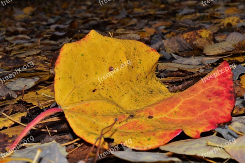 Autumn Sheet Golden Autumn Autumn Leaves Yellow Leaves