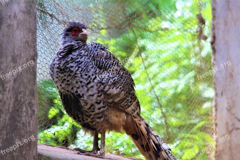 Bird Pheasant Animal Wild Wildlife