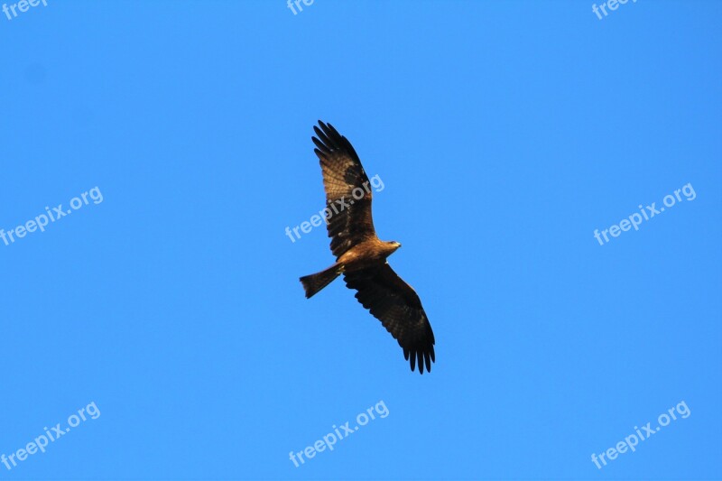 Black Kite Nature Bird Wildlife