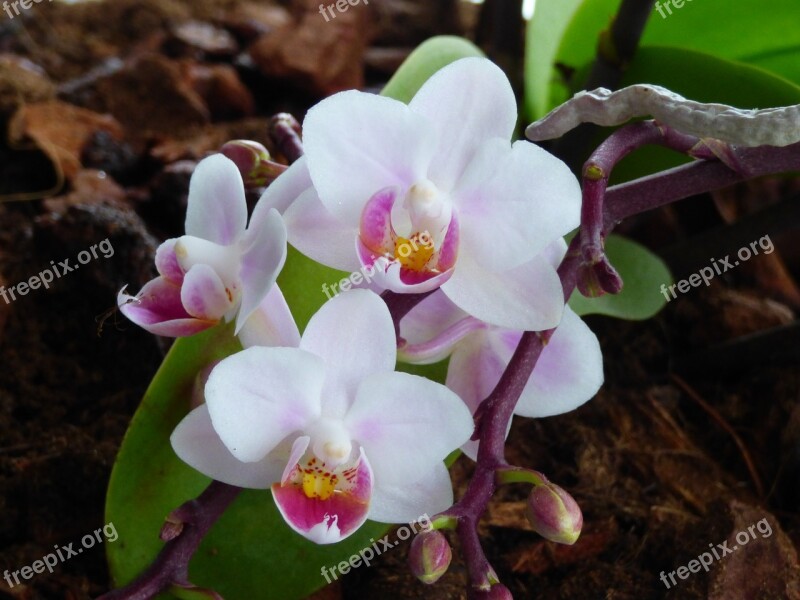 Flower Cyclamen Plant Free Photos