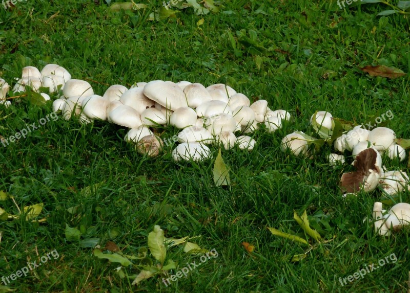 Mushrooms Autumn Nature Mushroom Picking Brown