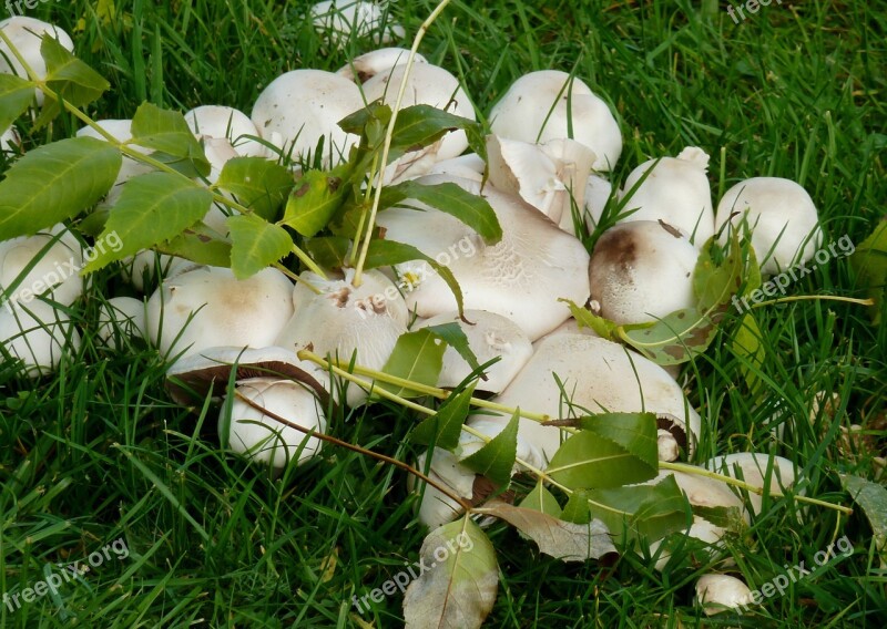 Mushrooms Autumn Nature Mushroom Picking Brown