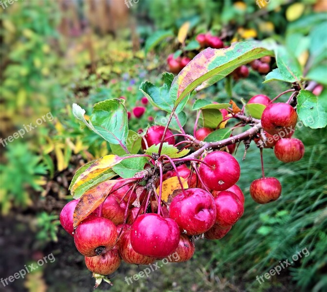 Apple Zieraepfel Wild Apple Tree Branch Many Fruits