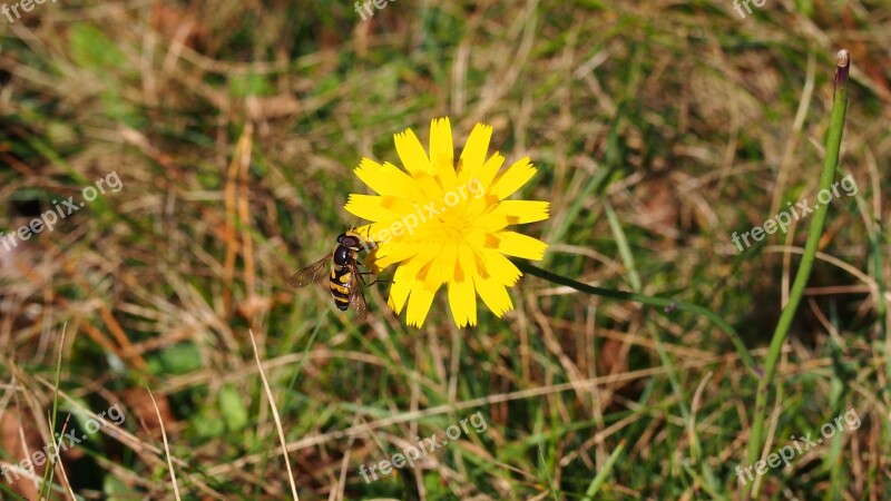 Flower Wasp Nature Blossom Bloom