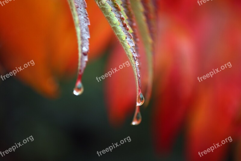 Drip Plant Autumn Wet Nature